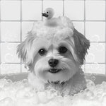 Portrait personnalisé de votre animal de compagnie dans la salle de bain pendant le bain